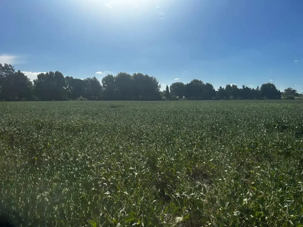 Campo "La Recoleta" - imagen 9